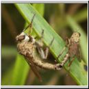 Tolmerus atricapillus - Raubfliege 02.jpg